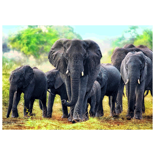 Puzzle Trefl African elephants 12+/ Numărul de piese: 1000 photo 1