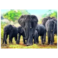 Puzzle Trefl African elephants 12+/ Numărul de piese: 1000