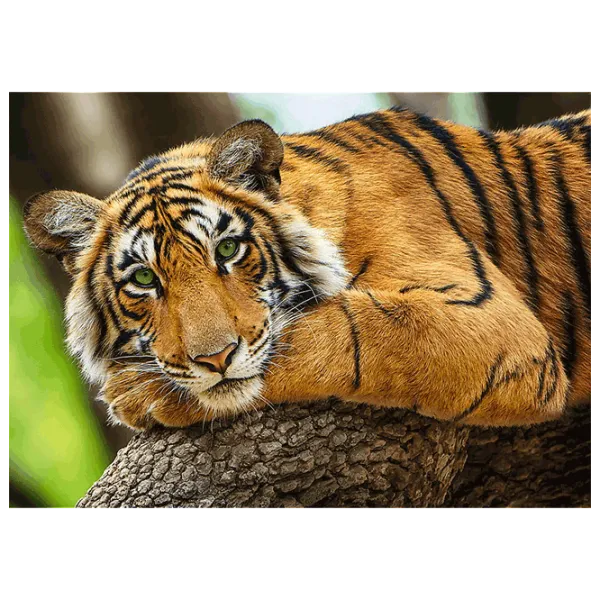 Puzzle Trefl Tiger portrait 9+/ Количество деталей: 500 photo 2