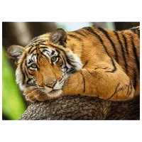 Puzzle Trefl Tiger portrait 9+/ Numărul de piese: 500 photo 2
