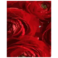 Картина по номерам Strateg Красные цветы 4823113841799 50 x 40 см / Вертикальная