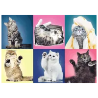 Puzzle Trefl Kittens 10+/ Numărul de piese: 500 photo 2