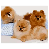 Картина по номерам Strateg Три шпица 4823113850852 50 x 40 см / Горизонтальная