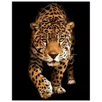 Картина по номерам Strateg Встреча с леопардом DY257 50 x 40 см / Вертикальная