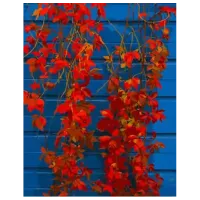Pictură pe numere Strateg Flori roșii DY424 50 x 40 cm / Verticală