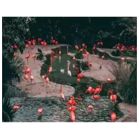 Pictură pe numere Strateg Flamingo GS230 50 x 40 cm / Orizontală