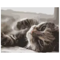 Картина по номерам Strateg Котик в лучах DY109 50 x 40 см / Горизонтальная