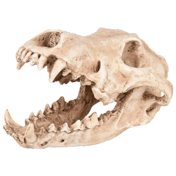 Craniu Flamingo SKELO SKULL PREDATOR Cantitatea în set - 1 photo 1 Craniu Flamingo SKELO SKULL PREDATOR Cantitatea în set - 1 photo 1