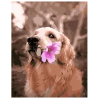 Pictură pe numere Strateg Retriever cu o floare GS309 50 x 40 cm / Verticală