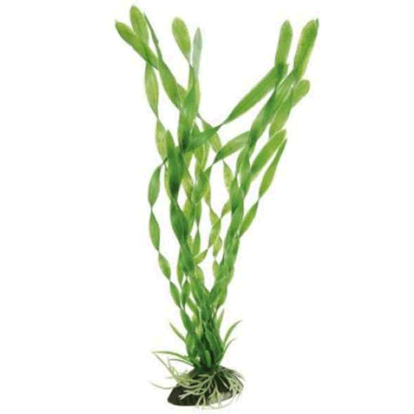 Plante Ferplast VALLISNERIA Cantitatea în set - 1 photo 1 Plante Ferplast VALLISNERIA Cantitatea în set - 1 photo 1