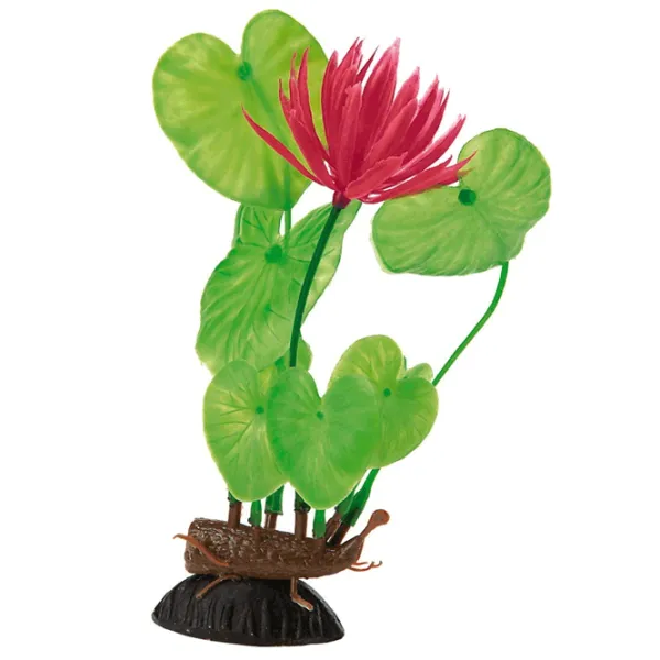 Plante Flamingo EICHHORNIA Cantitatea în set - 1 photo 1 Plante Flamingo EICHHORNIA Cantitatea în set - 1 photo 1