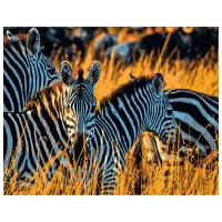 Картина по номерам Strateg Зебра DY060 50 x 40 см / Горизонтальная