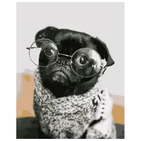 Pictură pe numere Strateg Puggy cu ochelari DY107 50 x 40 cm / Verticală