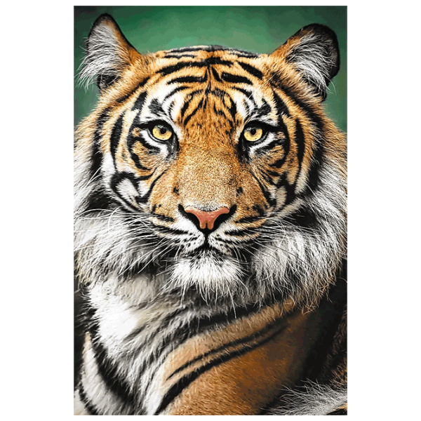 Puzzle Trefl Tiger 12+/ Количество деталей: 1500 photo 1 Puzzle Trefl Tiger 12+/ Количество деталей: 1500 photo 1