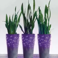 Luminițe decorative EMOS D1AF01 / Violet photo 2