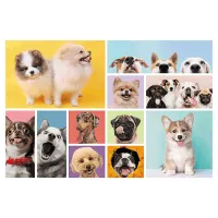 Puzzle Trefl The friendship of puppies 6+/ Numărul de piese: 160 photo 3