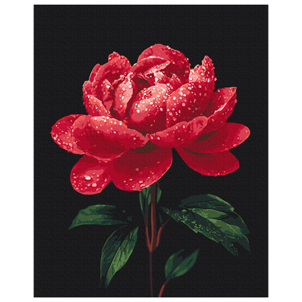 Pictură pe numere BrushMe Bujori în strălucirea rouăi BS54148  50 x 40 cm / Verticală photo 1