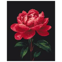 Pictură pe numere BrushMe Bujori în strălucirea rouăi BS54148  50 x 40 cm / Verticală