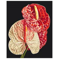 Pictură pe numere BrushMe Anthurium BS54136 50 x 40 cm / Verticală