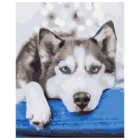 Картина по номерам BrushMe Хаски в ожидании BS51895 50 x 40 см / Вертикальная