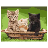 Pictură pe numere BrushMe Motănași în coș RBS52621 40 x 30 cm / Orizontală