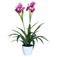 Искусственное растение OEM Cattleya Orchid Зеленый / Высота (см) - 69