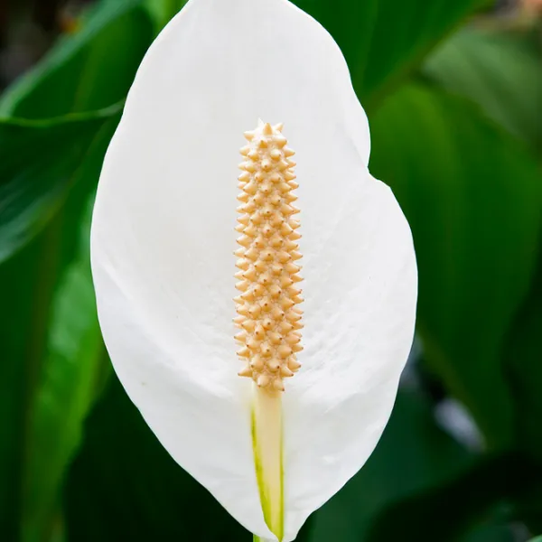 Plantă artificială OEM Spathiphyllum Patinii Green / Înălțimea (cm) - 100 photo 2