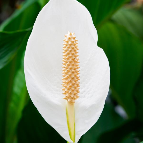 Plantă artificială OEM Spathiphyllum Patinii Green / Înălțimea (cm) - 100 photo 2