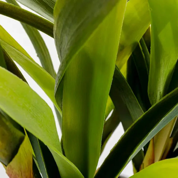Plantă artificială OEM Amaryllis Green / Înălțimea (cm) - 76 photo 2