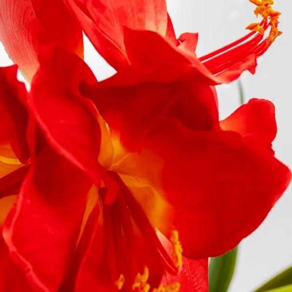 Plantă artificială OEM Amaryllis Green / Înălțimea (cm) - 76 photo 3