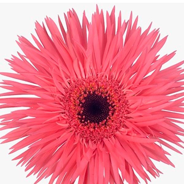 Plantă artificială OEM Gerbera Jamesoni Green / Înălțimea (cm) - 70 photo 2