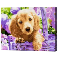 Pictură pe numere Art Gallery Cățeluș în coș GX28413 50 x 40 cm / Orizontală