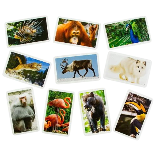 Joc de masă Danko Toys Animals of our planet 8+/ Dezvoltare photo 4