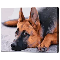 Картина по номерам Art Gallery Немецкая овчарка GX30924 50 x 40 см / Горизонтальная