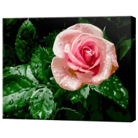 Картина по номерам Art Gallery Роса на розе GX31725 50 x 40 см / Горизонтальная
