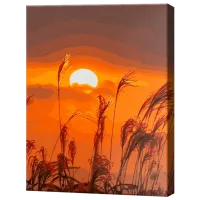 Pictură pe numere Art Gallery Spicuri și soarele GX44087 50 x 40 cm / Verticală