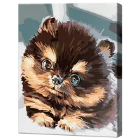 Pictură pe numere Art Gallery Cățeluș york EX5761 40 x 30 cm / Verticală