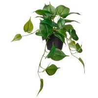 Plantă artificială Ikea Fejka Pink / Înălțimea (cm) - 27