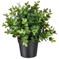 Plantă artificială Ikea Fejka Green / Înălțimea (cm) - 22