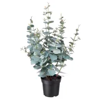 Plantă artificială Ikea Fejka Green / Înălțimea (cm) - 