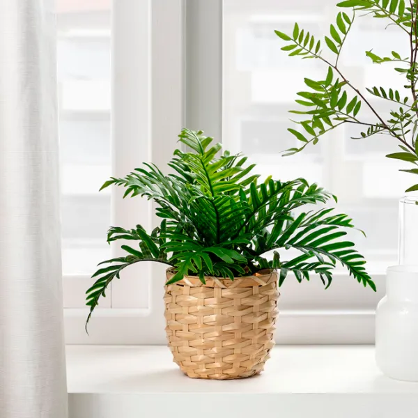 Искусственное растение Ikea Fejka Зеленый / Высота (см) -  photo 4 Искусственное растение Ikea Fejka Зеленый / Высота (см) -  photo 4