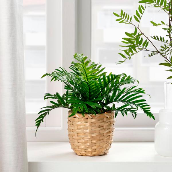Искусственное растение Ikea Fejka Зеленый / Высота (см) -  photo 4 Искусственное растение Ikea Fejka Зеленый / Высота (см) -  photo 4