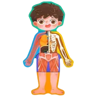 Joc educativ New World Body Structure 3+/ Dezvoltare photo 2