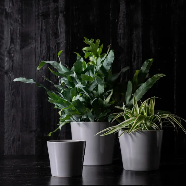 Ghiveci pentru flori Ikea Skogsvinbar Gray / Ceramică / Pe pervaz photo 3