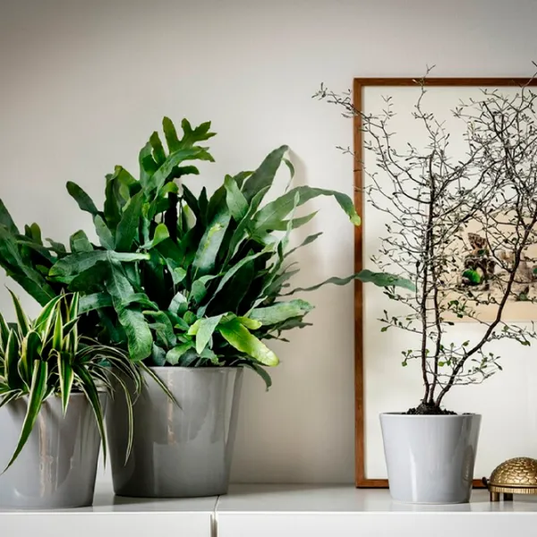 Ghiveci pentru flori Ikea Skogsvinbar Gray / Ceramică / Pe pervaz photo 5