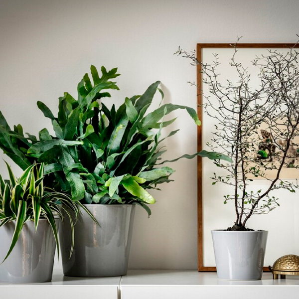 Ghiveci pentru flori Ikea Skogsvinbar Gray / Ceramică / Pe pervaz photo 5