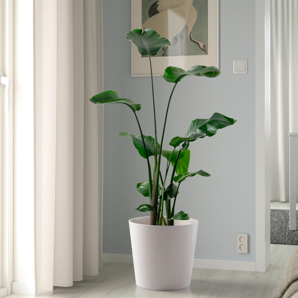 Ghiveci pentru flori Ikea Sojabona White / Ceramică / Pe podea photo 3