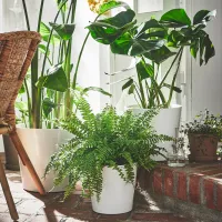 Ghiveci pentru flori Ikea Sojabona White / Ceramică / Pe podea photo 5