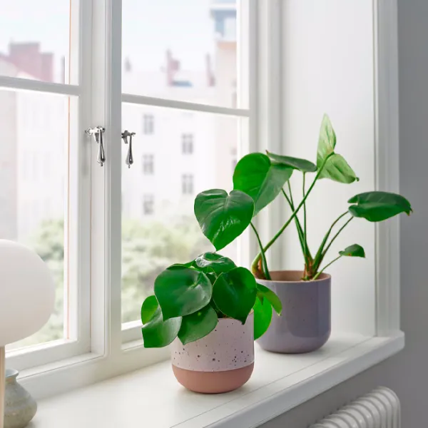 Ghiveci pentru flori Ikea Buskkaprifol Beige / Ceramică / Pe pervaz photo 5