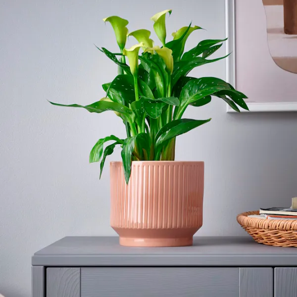 Ghiveci pentru flori Ikea Honungspalm Pink / Ceramică / Pe pervaz photo 3
